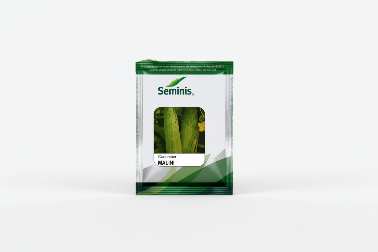 Seminis Malini F1 hybrid cucumber seeds high yield premium green kheera variety for commercial farming India