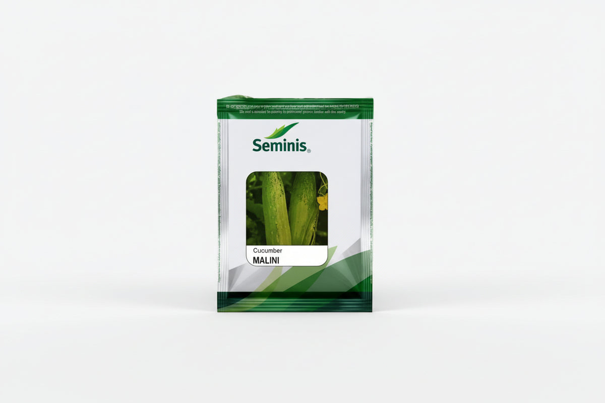 Seminis Malini F1 hybrid cucumber seeds high yield premium green kheera variety for commercial farming India