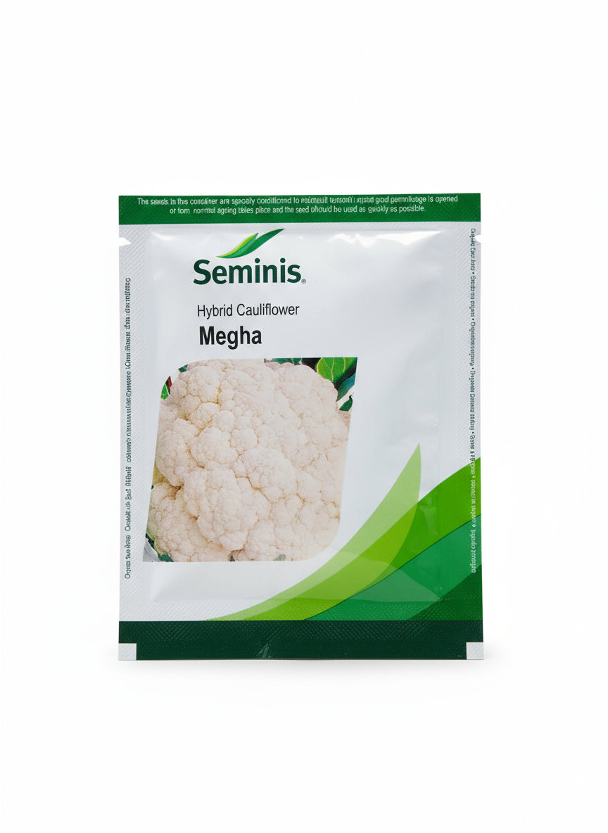 Seminis Megha F1 hybrid cauliflower seeds producing compact white curds early maturity high yield gobhi seeds for farming and gardening