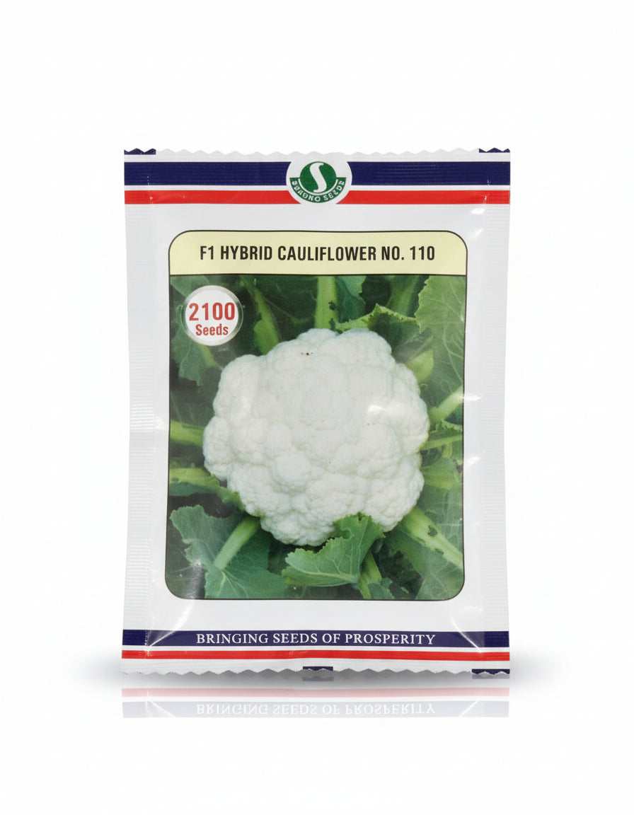 Sungro 110 F1 hybrid cauliflower seeds producing compact white curds ultra early maturity high yield gobhi seeds for farming