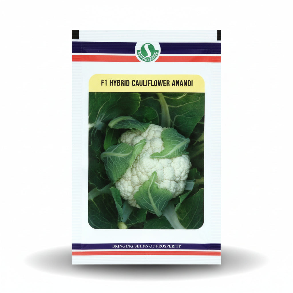 Sungro Anandi F1 hybrid cauliflower seeds producing compact white curds early maturity high yield gobhi seeds for farming