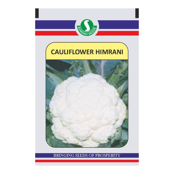 Sungro Himrani F1 hybrid cauliflower seeds producing compact white curds early maturity high yield gobhi seeds for farming and gardening