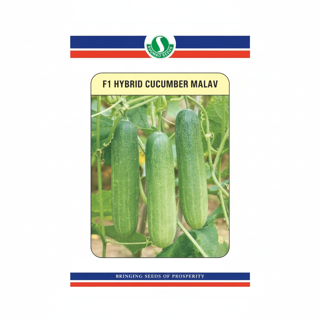 Sungro Malav F1 hybrid cucumber seeds high yield premium green kheera variety for commercial farming India