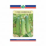 Sungro Malav F1 hybrid cucumber seeds high yield premium green kheera variety for commercial farming India