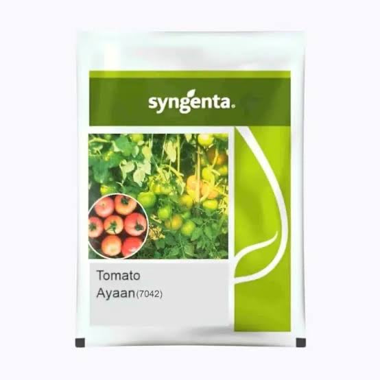 Syngenta Ayaan 7042 F1 hybrid tomato seeds high yield round red tomato variety for commercial farming India