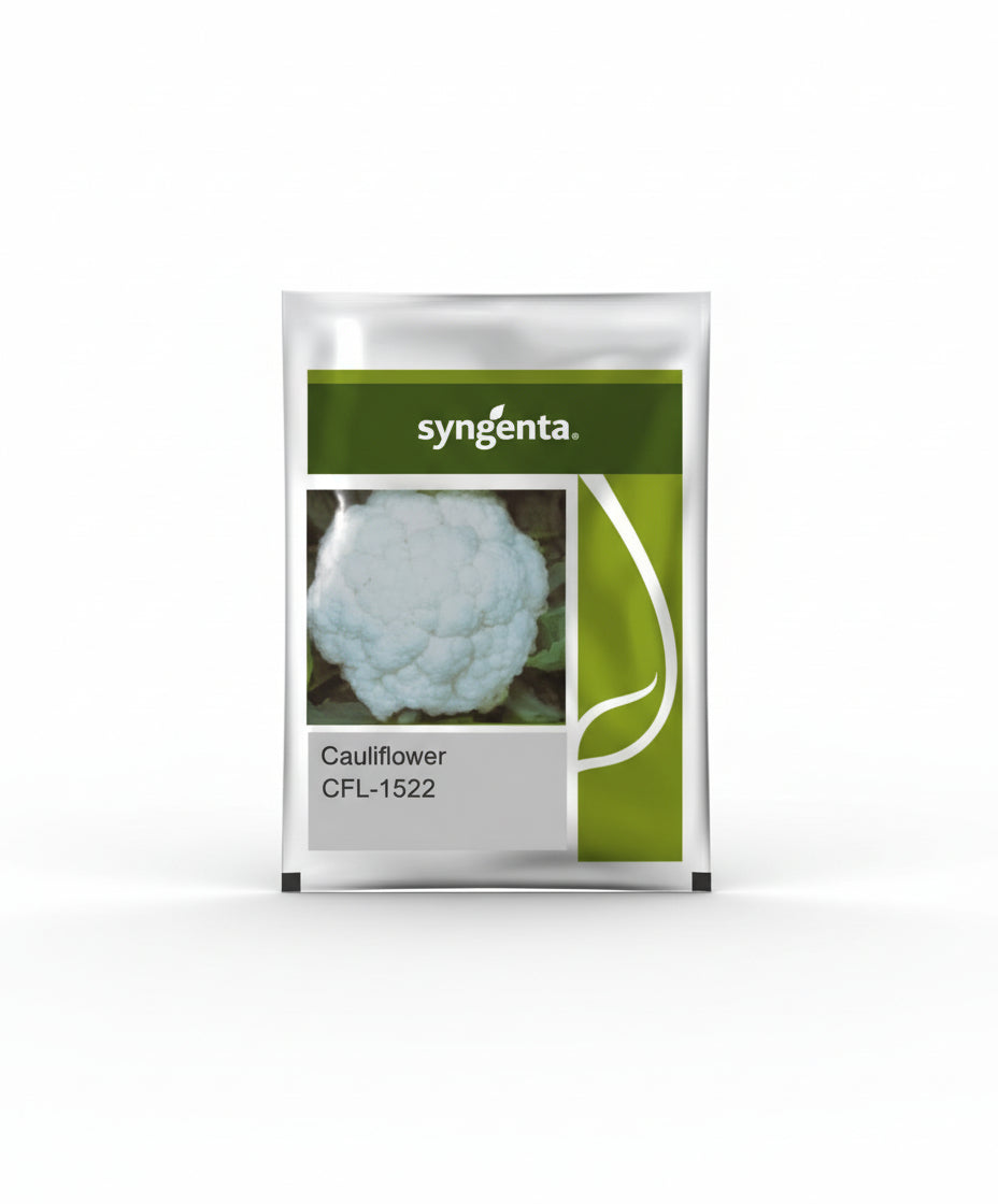 Syngenta CFL-1522 F1 hybrid cauliflower seeds producing compact white curds early maturity high yield gobhi seeds for farming
