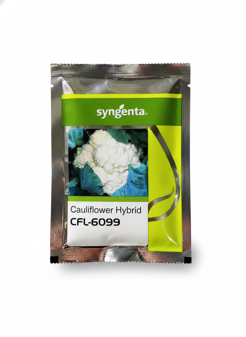 Syngenta CFL-6099 F1 hybrid cauliflower seeds producing compact white curds early maturity high yield gobhi seeds for farming