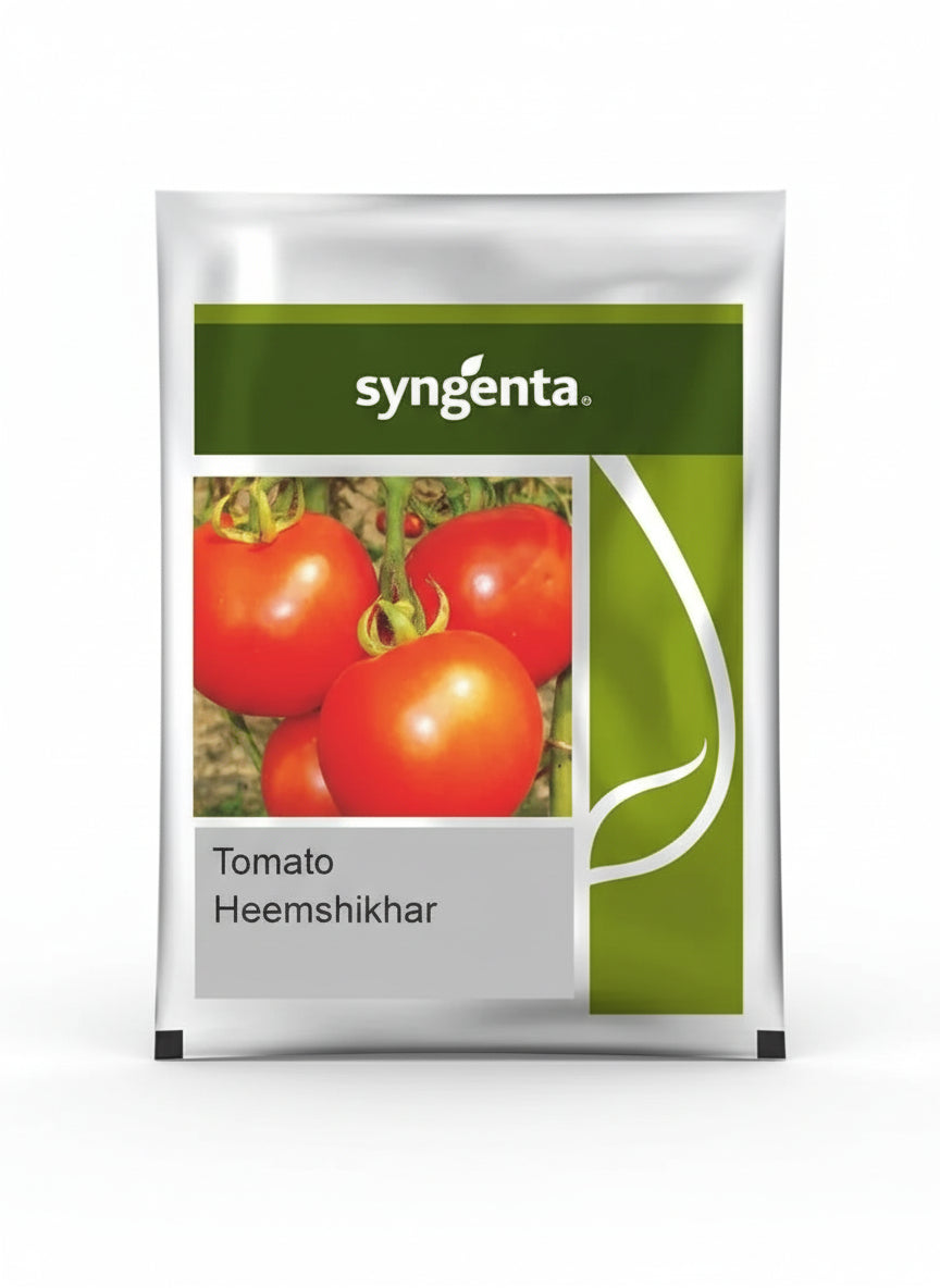 Syngenta Himshikhar F1 hybrid tomato seeds high yield round red tomato variety for commercial farming India