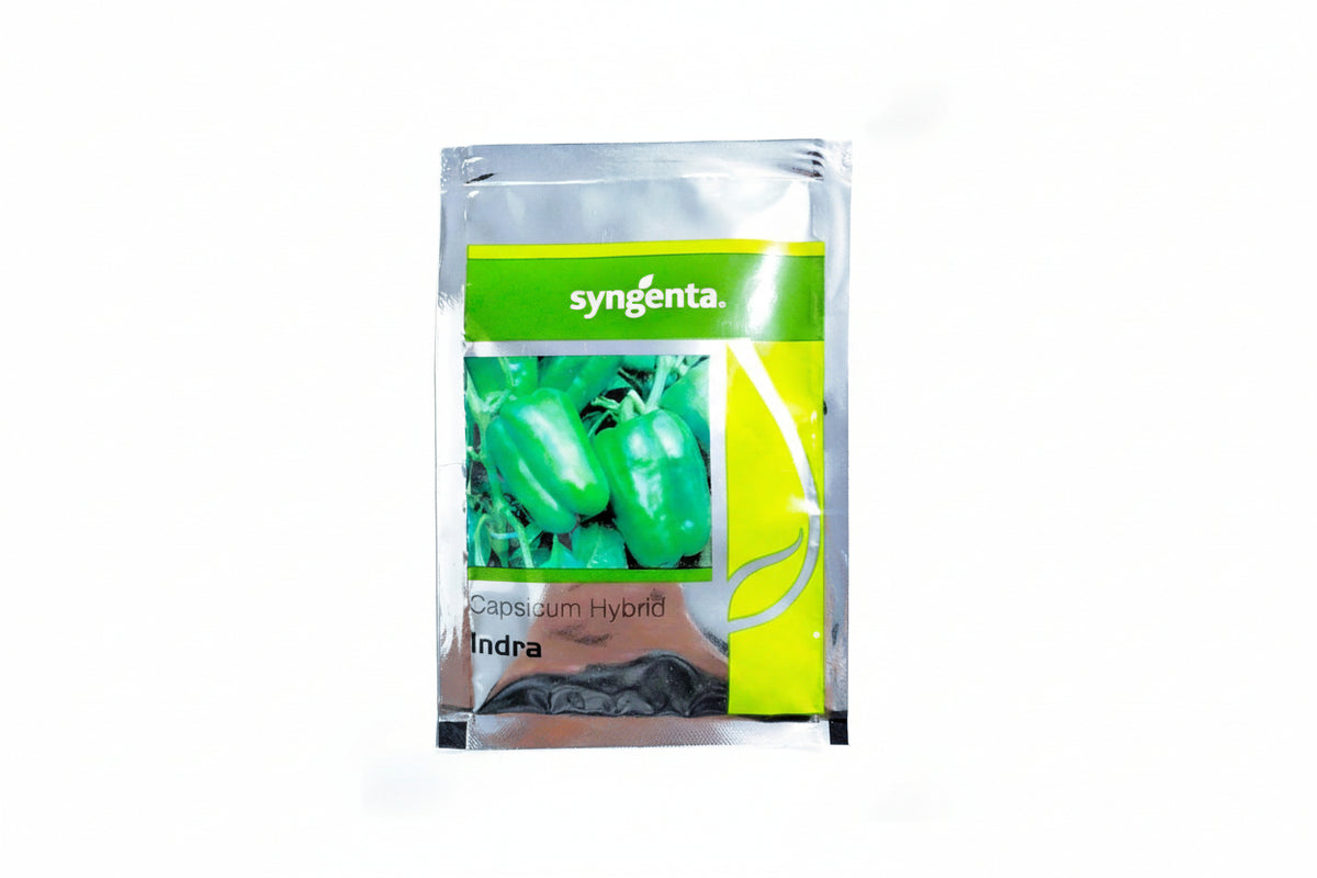 Syngenta Indra capsicum seeds F1 hybrid high yield blocky sweet pepper variety for commercial farming and polyhouse cultivation India
