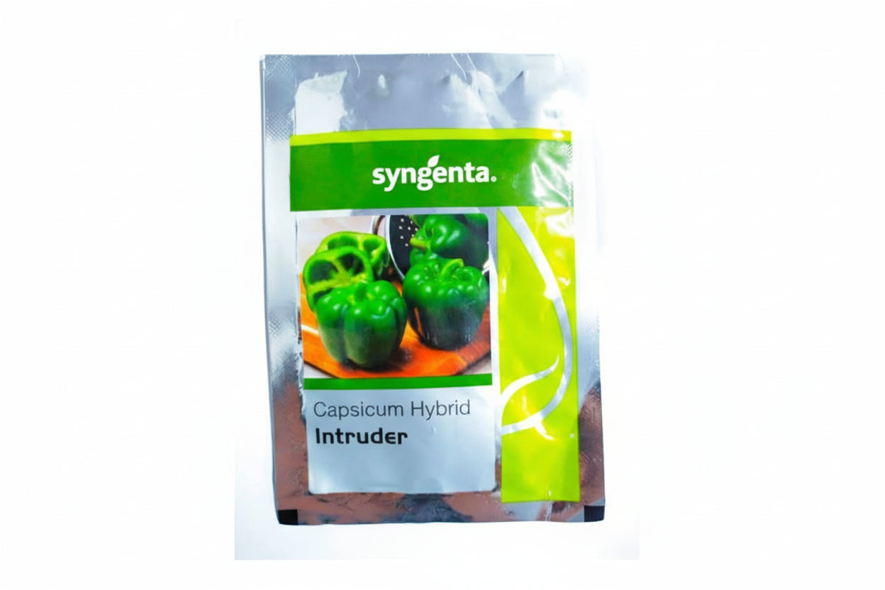Syngenta Intruder capsicum seeds F1 hybrid high yield blocky sweet pepper variety for polyhouse and commercial farming India