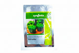 Syngenta Intruder capsicum seeds F1 hybrid high yield blocky sweet pepper variety for polyhouse and commercial farming India