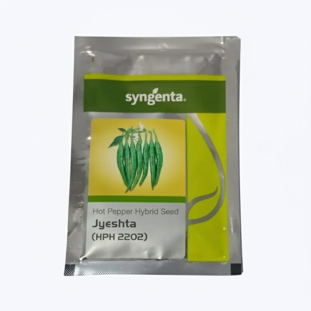 Syngenta Jyeshta HPH 2202 F1 hybrid chilli seeds high yield spicy green mirchi variety for commercial farming India