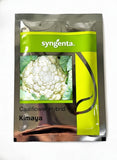 Syngenta Kimaya F1 hybrid cauliflower seeds producing snow white compact curds early maturity high yield gobhi seeds for farming
