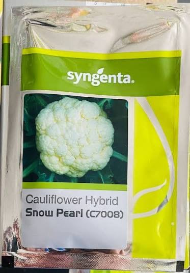 Syngenta Snow Pearl C7008 F1 hybrid cauliflower seeds producing snow white compact curds early maturity high yield gobhi seeds for farming