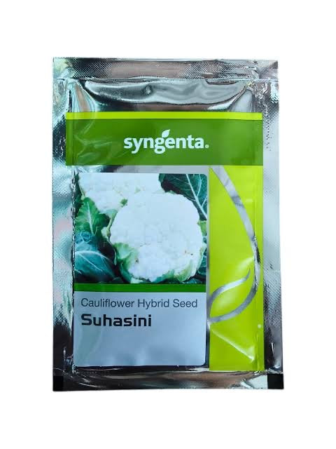 Syngenta Suhasini F1 hybrid cauliflower seeds producing compact white curds early maturity high yield gobhi seeds for farming