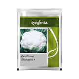 Syngenta Suhasini Plus F1 hybrid cauliflower seeds producing compact white curds early maturity high yield gobhi seeds for farming