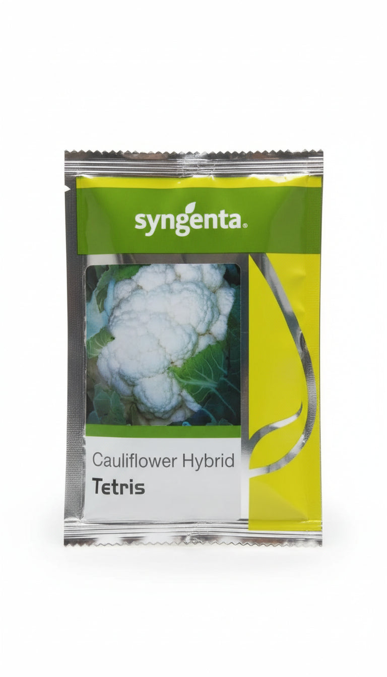 Syngenta Tetris F1 hybrid cauliflower seeds producing snow white compact curds early maturity high yield gobhi seeds for farming