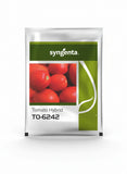 Syngenta TO 6242 F1 hybrid tomato seeds high yield round red tomato variety for commercial farming India