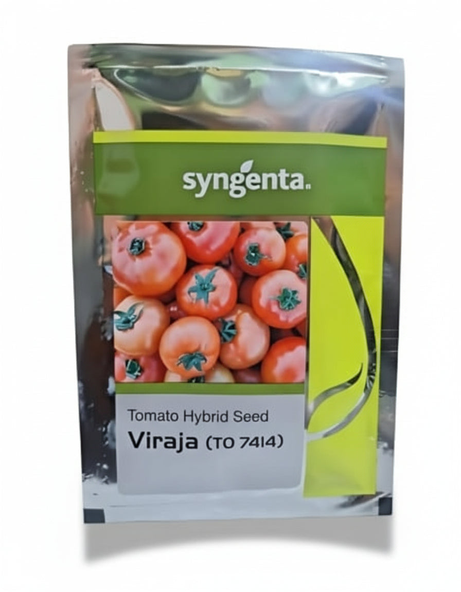 Syngenta Viraja TO 7414 F1 hybrid tomato seeds high yield round red tomato variety for commercial farming India