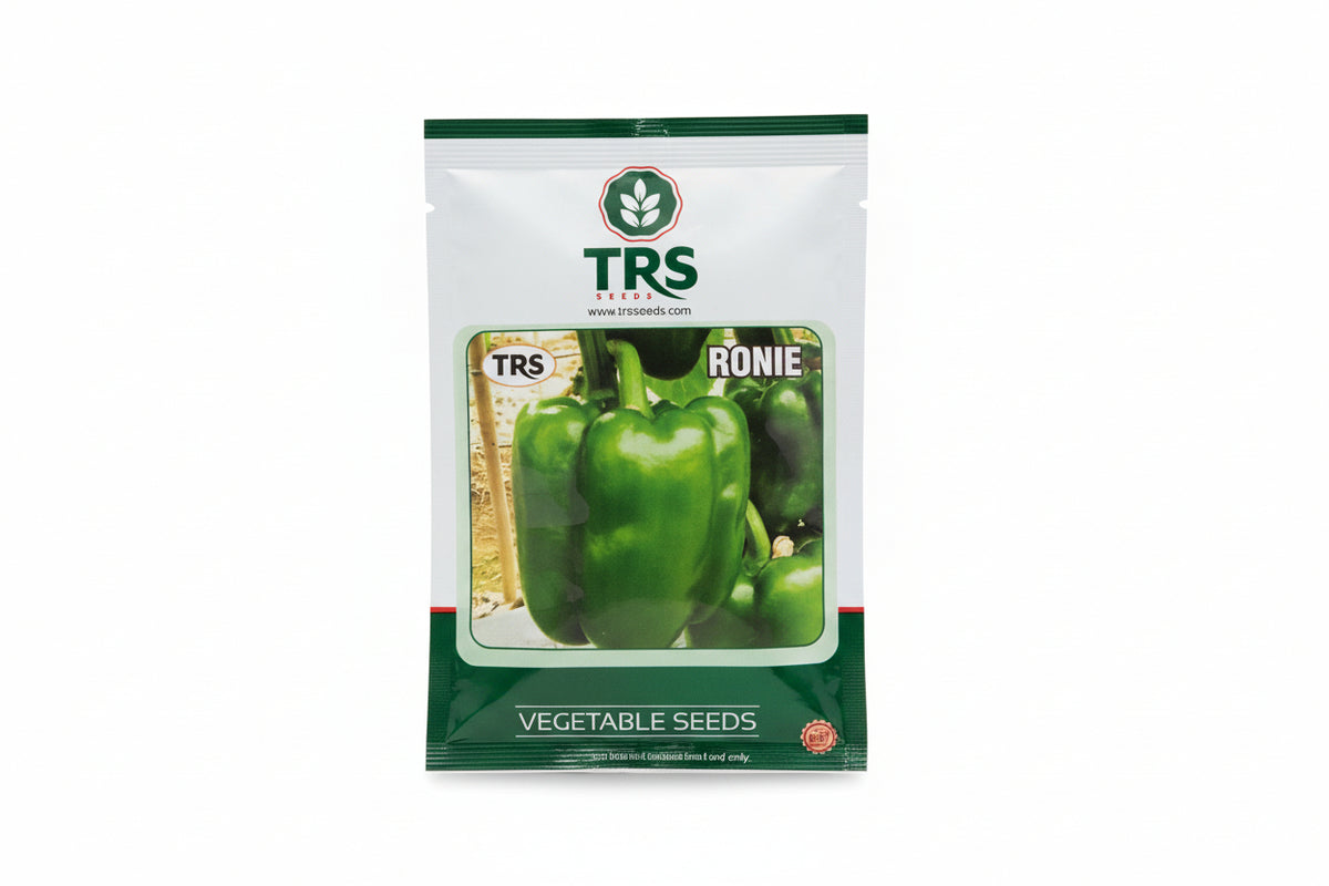 TRS Ronie capsicum seeds F1 hybrid high yield blocky sweet pepper variety for commercial farming and polyhouse cultivation India