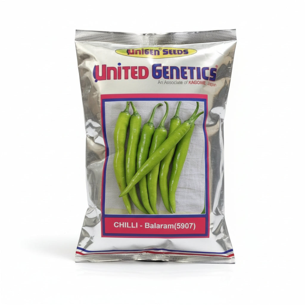 Unigen Balaram 5907 F1 hybrid chilli seeds 10gm pack high yield spicy green mirchi variety for commercial farming India