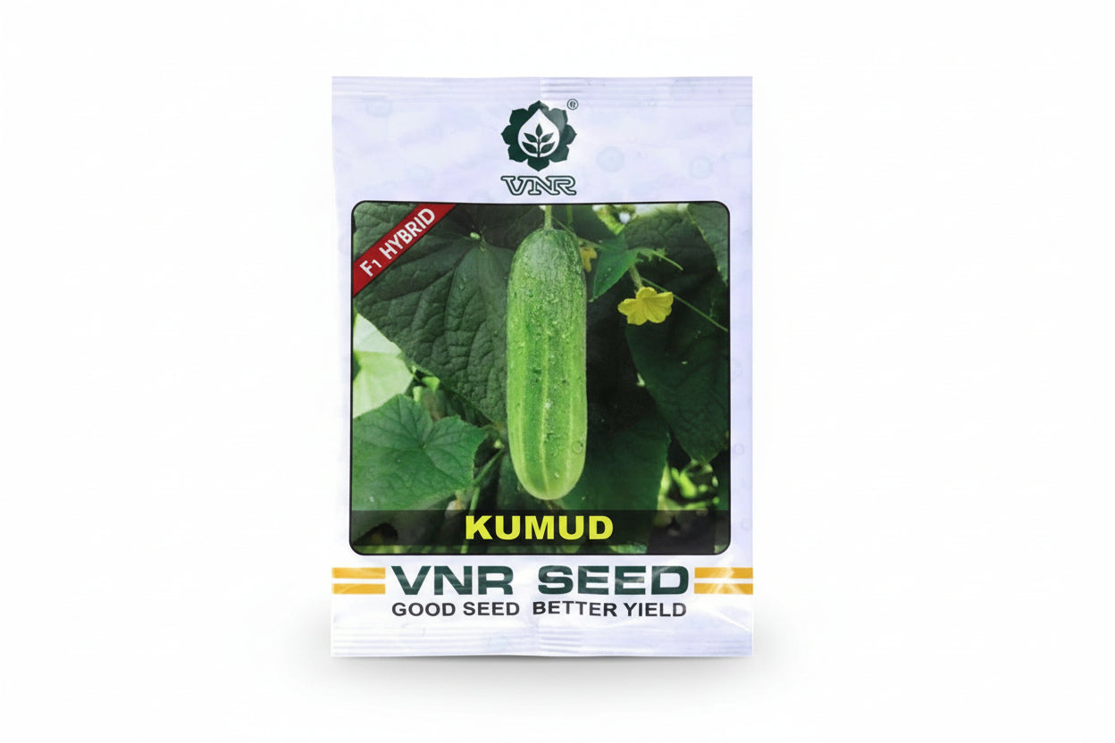 VNR Kumud F1 hybrid cucumber seeds high yield premium green kheera variety for commercial farming India