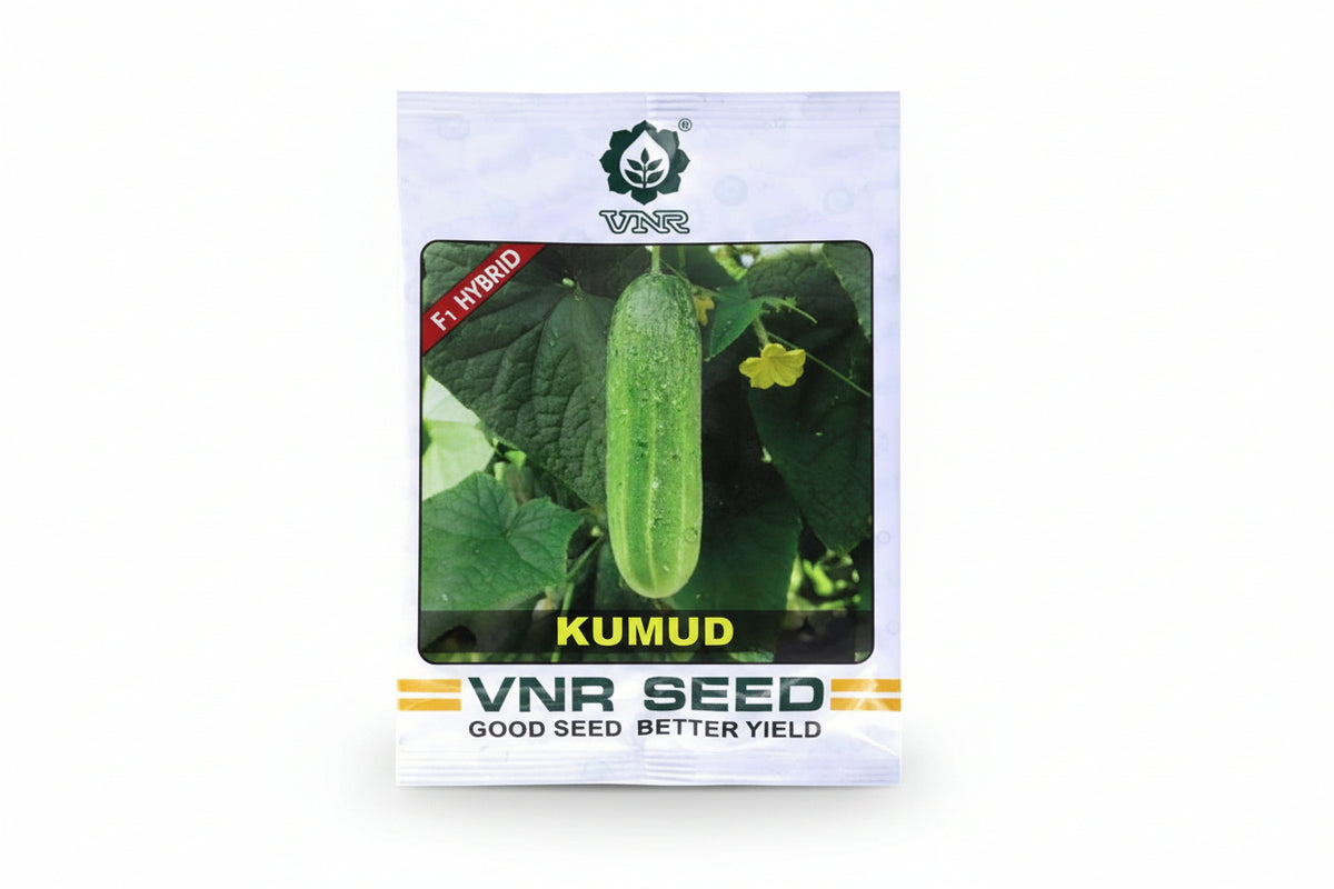 VNR Kumud F1 hybrid cucumber seeds high yield premium green kheera variety for commercial farming India